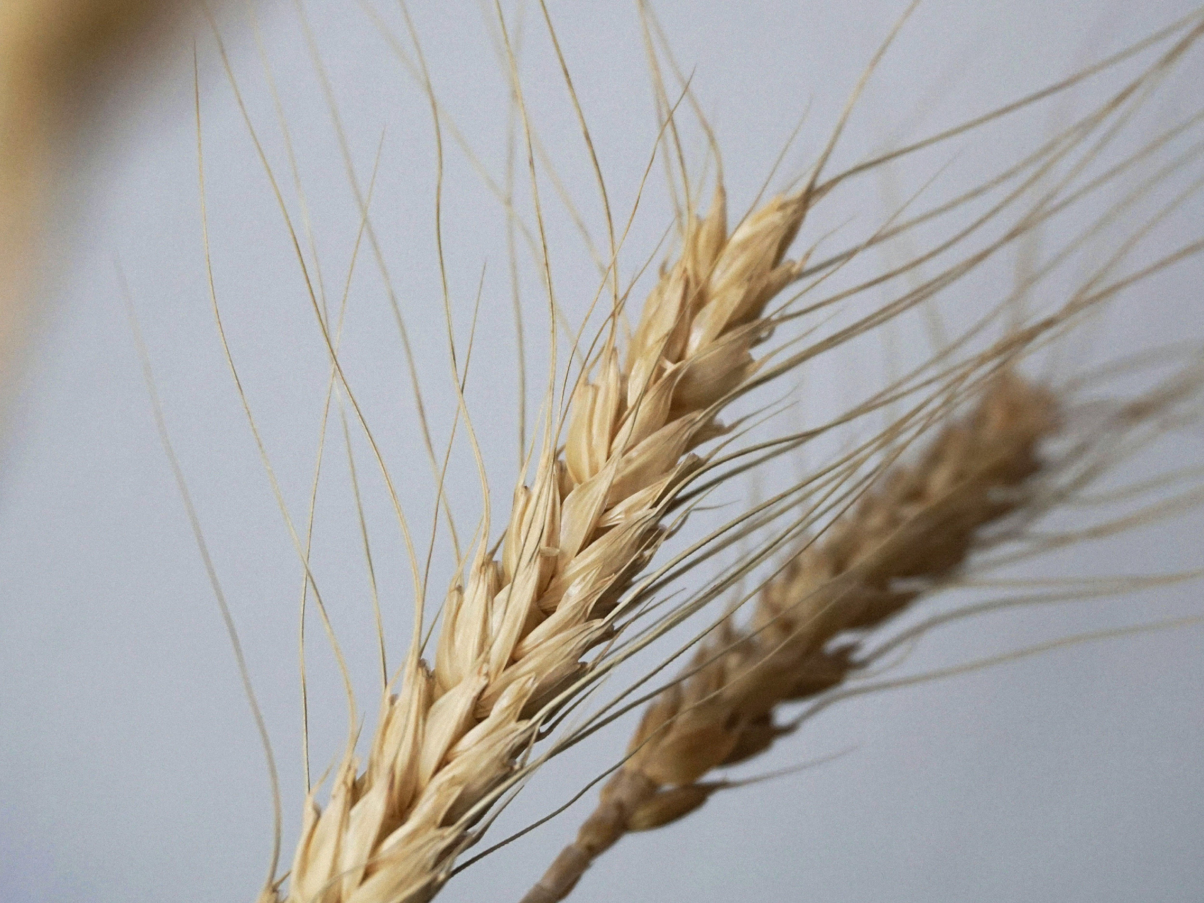image of wheat to represent skelp! Hydrolyzed Wheat Protein ingredient