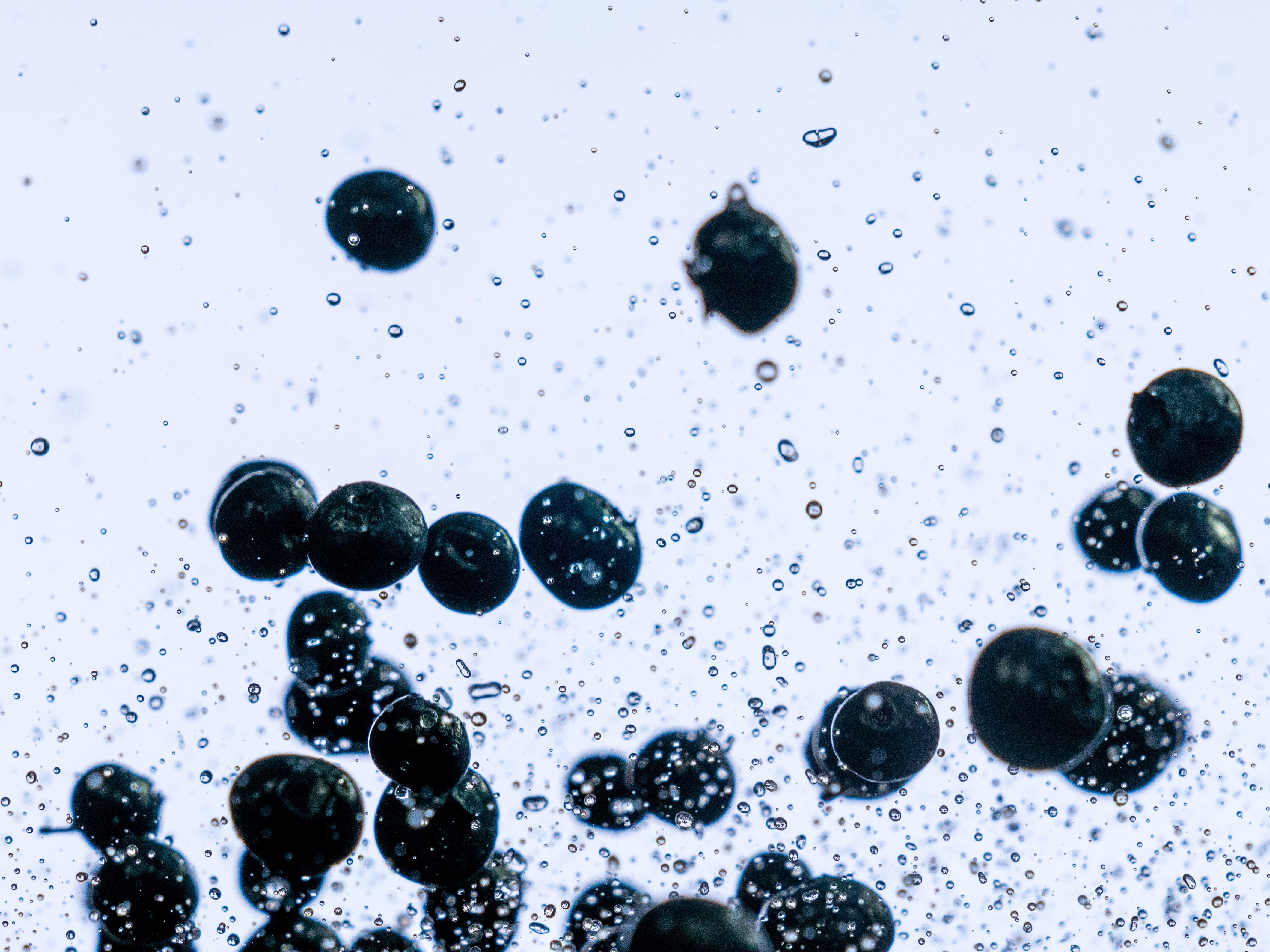 Image of blueberries in water to represent skelp! Fruit Extracts