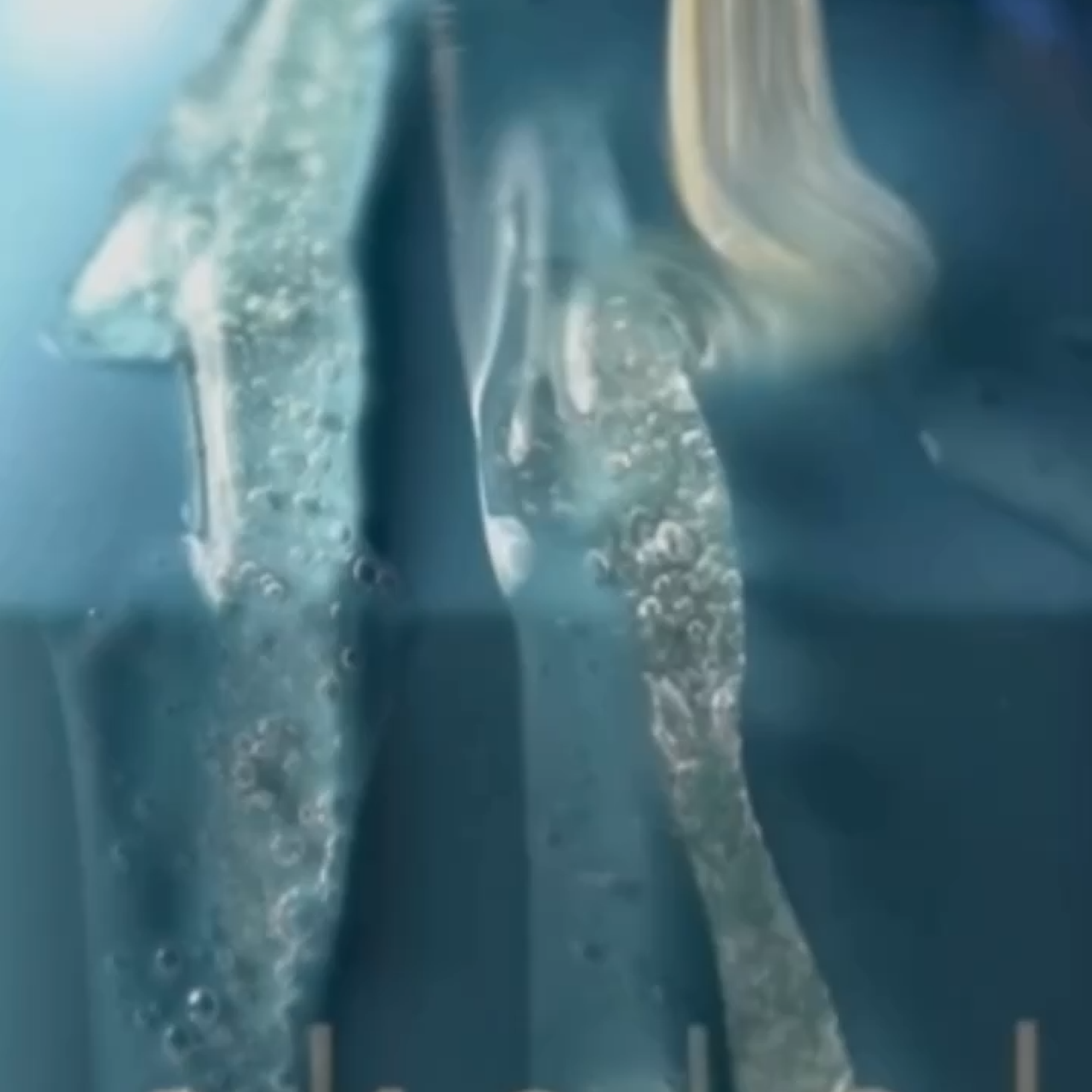 Close-up of a skelp! Australian Made shampoo pouring over blue skelp shampoo bottle.